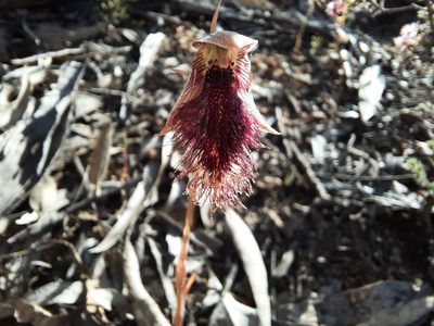 Calochilus robertsonii, photographed by spacegecko
