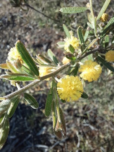 Acacia aspera, photographed by spacegecko