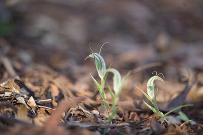 Pterostylis scabra, photographed by Hugo Innes
