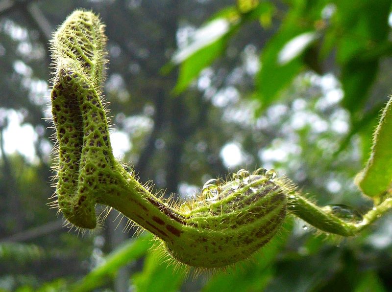Aristolochia pilosa, photographed by greenline