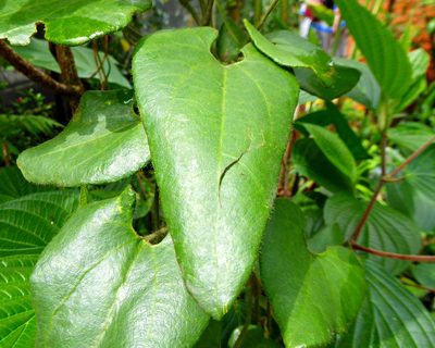 Aristolochia pilosa, photographed by greenline