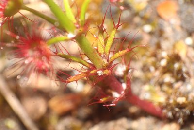 Drosera fimbriata, photographed by Em Lamond