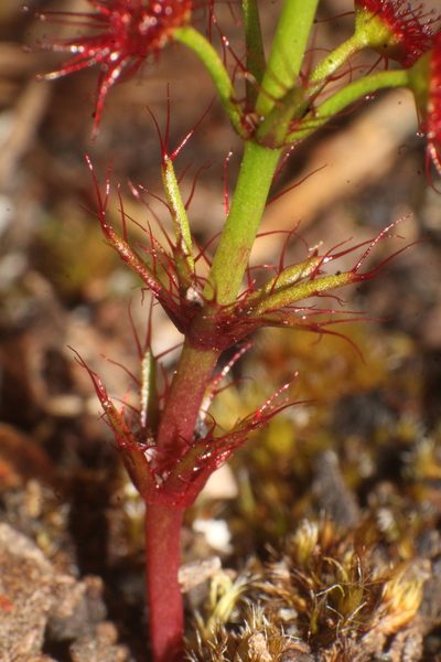 Drosera fimbriata, photographed by Em Lamond
