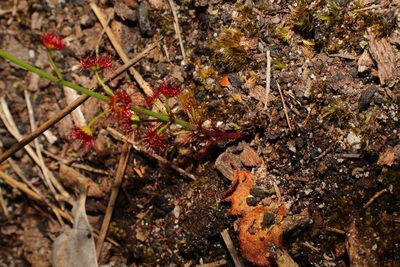 Drosera fimbriata, photographed by Em Lamond