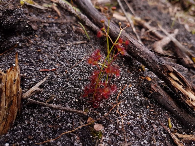 Drosera fimbriata, photographed by Em Lamond
