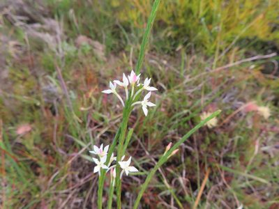 Struthiola dodecandra, photographed by linkie