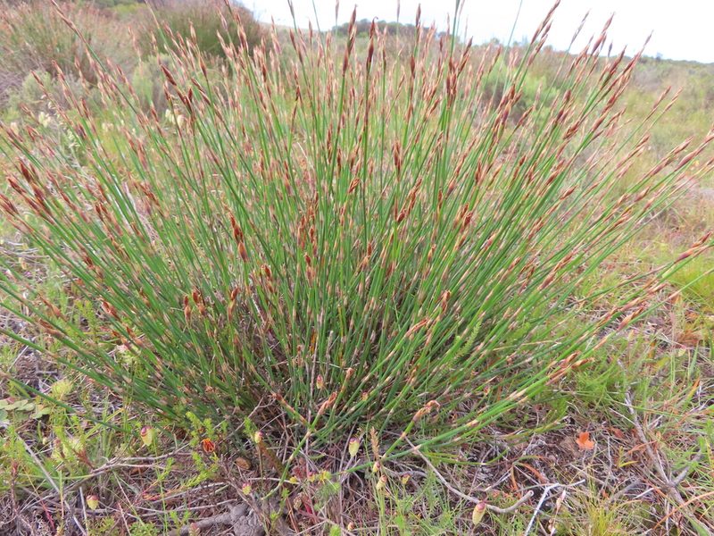 Cannomois parviflora, photographed by linkie