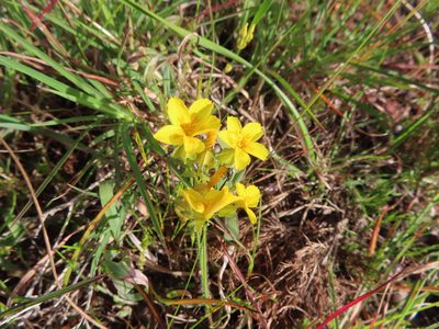Sebaea solaris, photographed by linkie