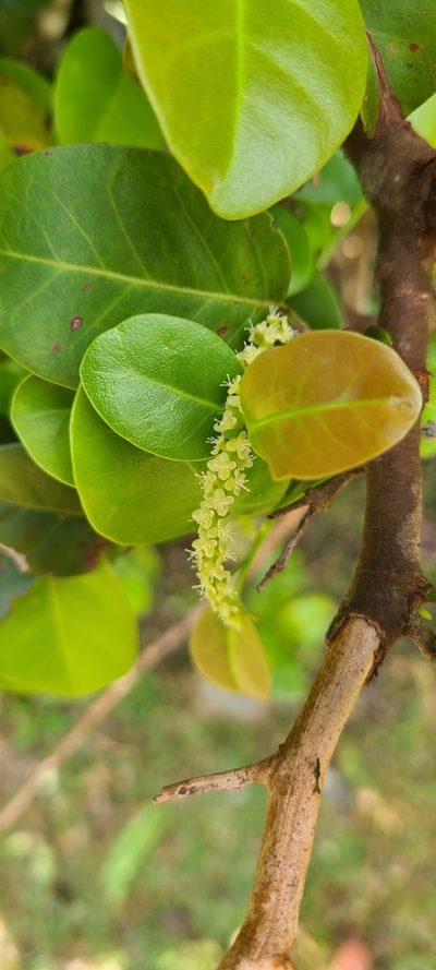 Coccoloba microstachya, photographed by ritirene