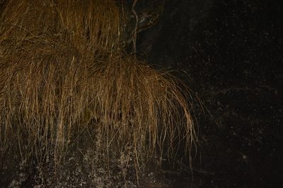 Tripogon lisboae, photographed by S.MORE