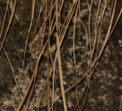 Tripogon lisboae, photographed by S.MORE