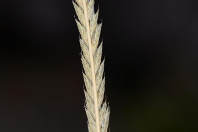 Tripogon lisboae, photographed by S.MORE