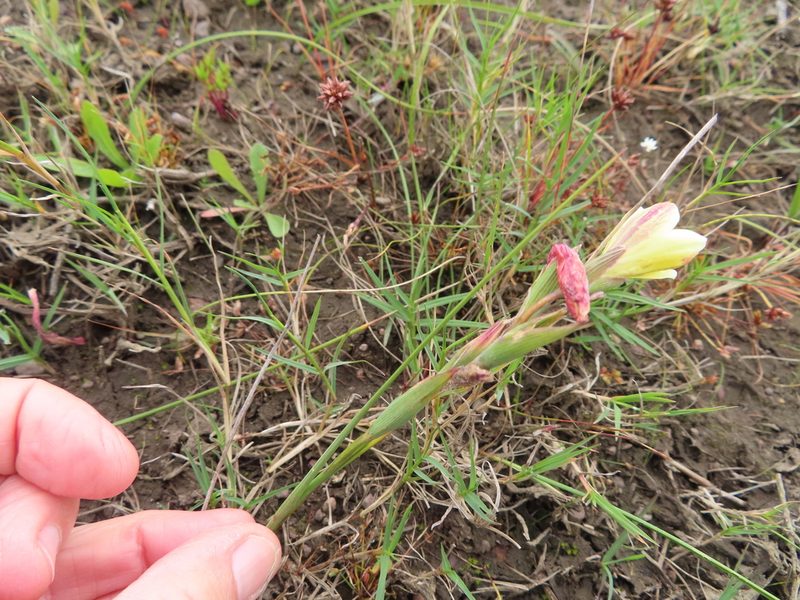 Gladiolus trichonemifolius, photographed by linkie