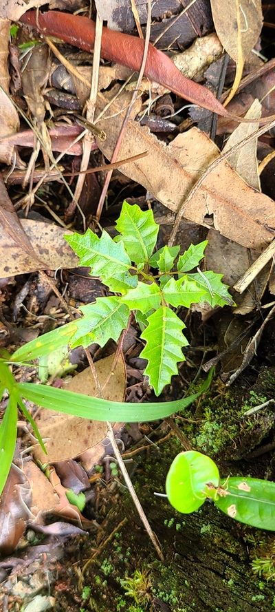 Comocladia glabra, photographed by ritirene