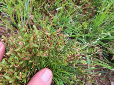 Isolepis levynsiana, photographed by linkie