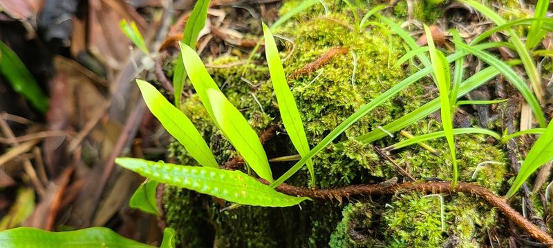 Microgramma lycopodioides, photographed by ritirene