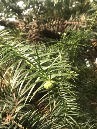 Cunninghamia lanceolata, photographed by Scott Edmunds