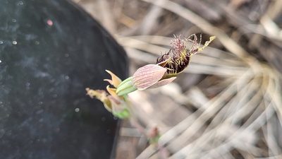 Calochilus robertsonii, photographed by Eamonn Culhane
