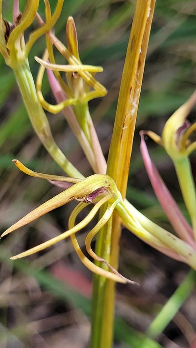 Lyperanthus suaveolens, photographed by Eamonn Culhane