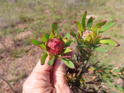 Leucadendron stelligerum, photographed by linkie