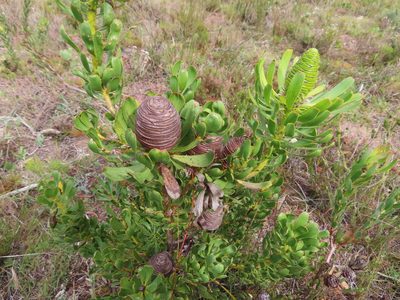 Leucadendron platyspermum, photographed by linkie