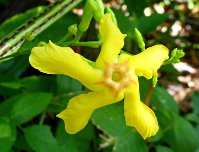 Mandevilla subsagittata, photographed by greenline