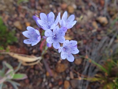 Codonorhiza corymbosa, photographed by linkie