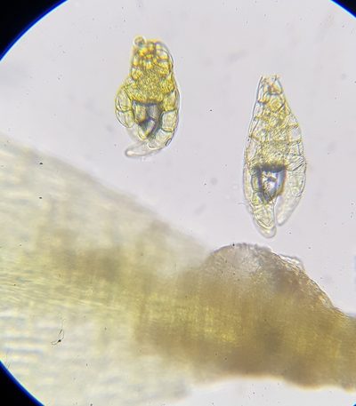 Gemmabryum gemmiferum, photographed by Helen Waterman