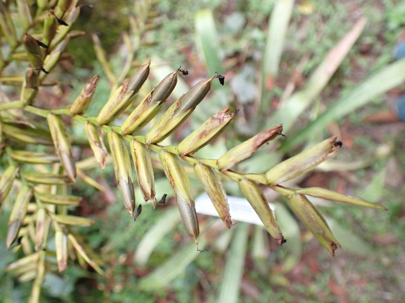 Guzmania undulatobracteata, photographed by Skjold Søndergaard