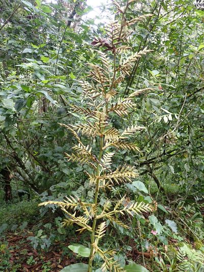 Guzmania undulatobracteata, photographed by Skjold Søndergaard