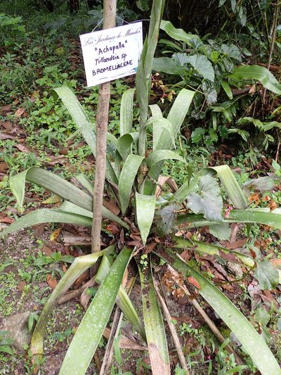 Guzmania undulatobracteata, photographed by Skjold Søndergaard