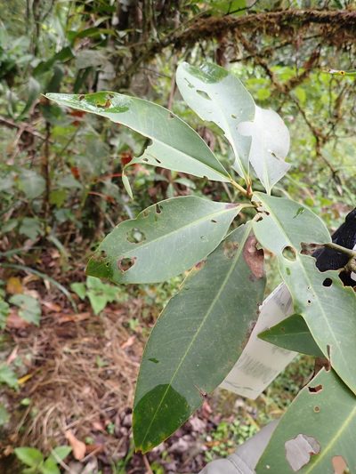 Myrsine latifolia, photographed by Skjold Søndergaard
