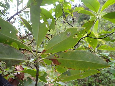 Myrsine latifolia, photographed by Skjold Søndergaard