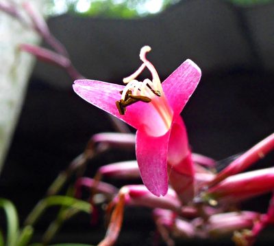 Tillandsia flexuosa, photographed by greenline