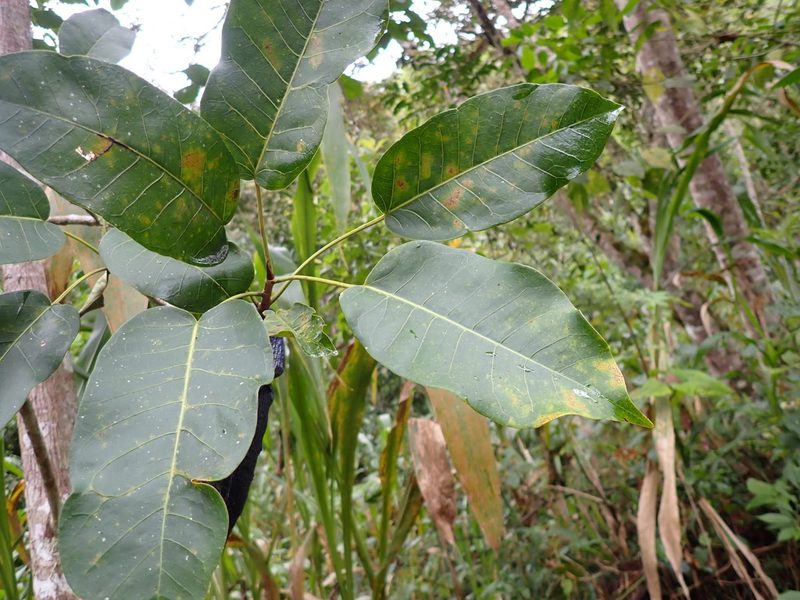 Ficus krukovii, photographed by Skjold Søndergaard