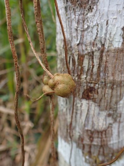 Ficus krukovii, photographed by Skjold Søndergaard