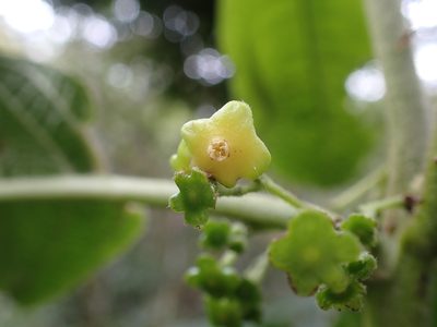 Siparuna thecaphora, photographed by Skjold Søndergaard
