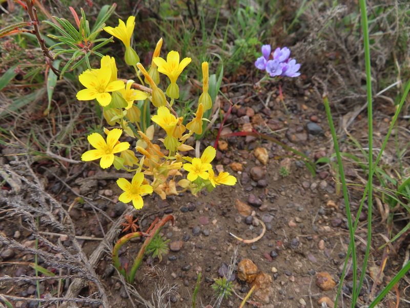 Sebaea solaris, photographed by linkie