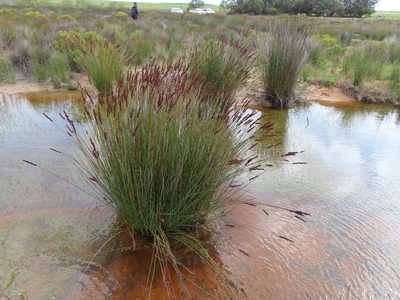 Elegia tectorum, photographed by linkie