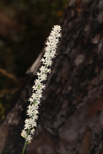 Tofieldia glabra, photographed by Judy Gallagher