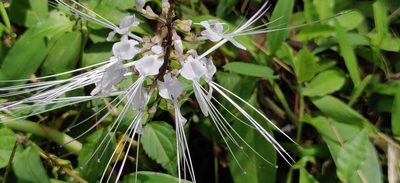 Orthosiphon aristatus, photographed by T R Shankar Raman