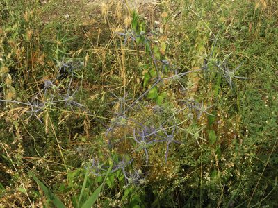 Eryngium caeruleum, photographed by Oleg Kosterin