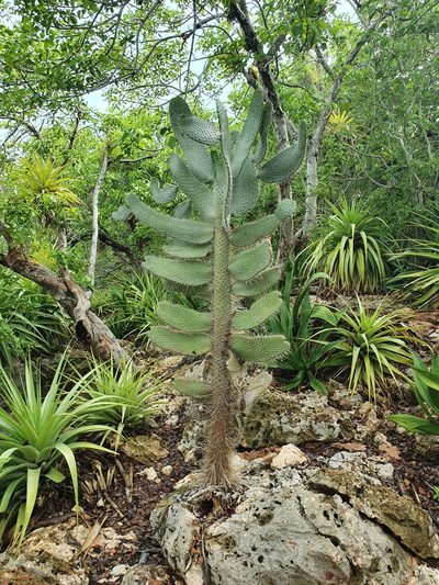 Consolea moniliformis, photographed by Yolanda M. Leon