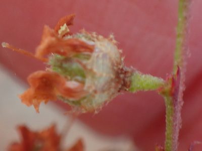 Hermannia alnifolia, photographed by Nicola van Berkel