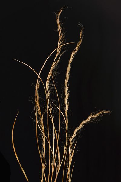 Tripogon capillatus, photographed by S.MORE