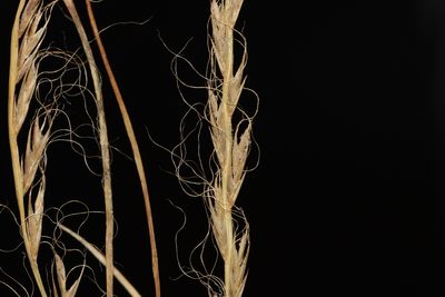 Tripogon capillatus, photographed by S.MORE