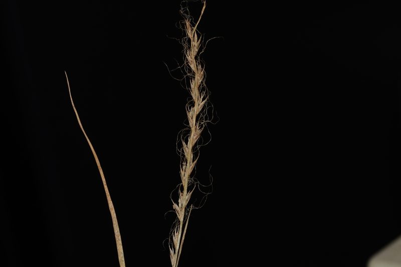 Tripogon capillatus, photographed by S.MORE