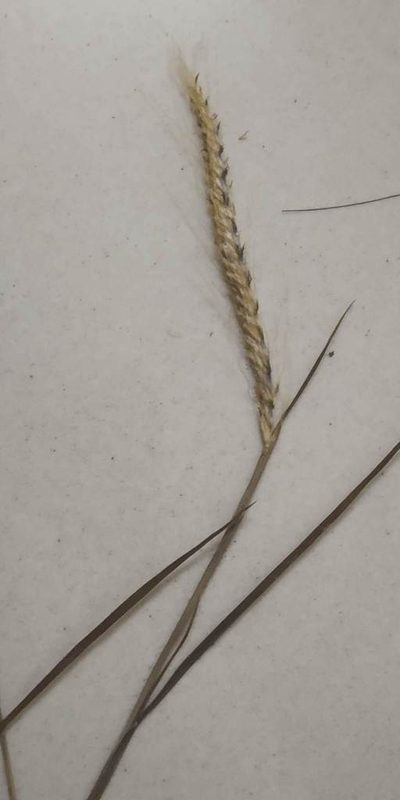 Pogonatherum paniceum, photographed by S.MORE