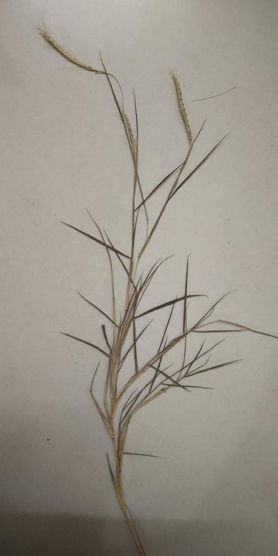 Pogonatherum paniceum, photographed by S.MORE