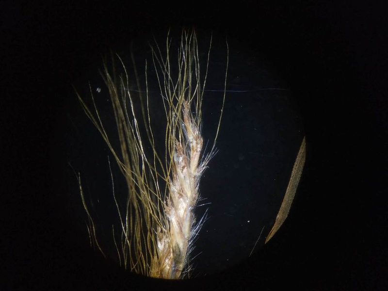 Pogonatherum paniceum, photographed by S.MORE